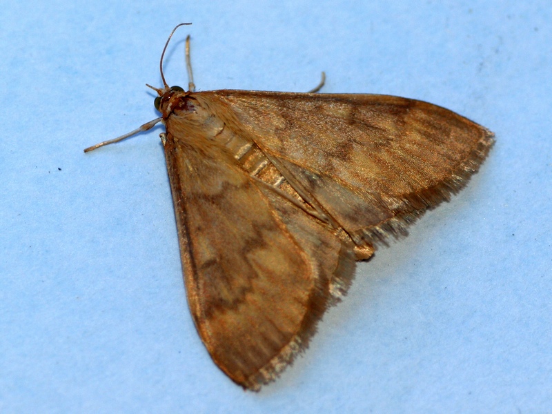 Crambidae